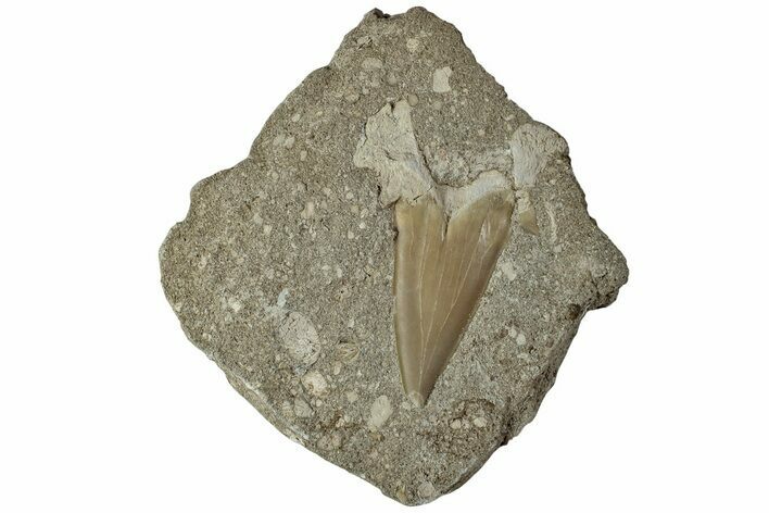 Otodus Shark Tooth Fossil in Rock - Eocene #230933